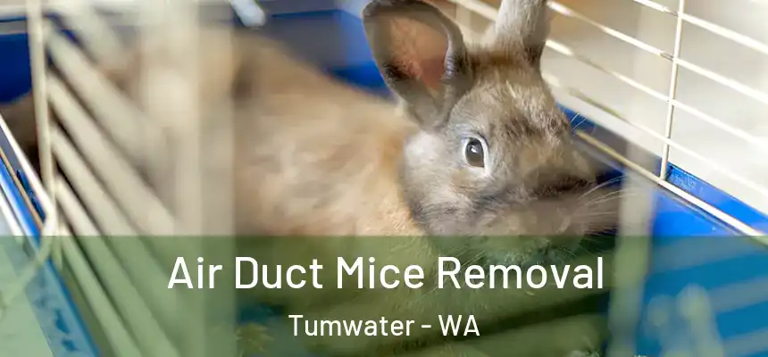  Air Duct Mice Removal Tumwater - WA